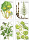 Delcampe - Cofanetto Con 12 Cartoline Tedesche PIANTE MEDICINALI "Pflanzen Helfen Heilen" = "Le Piante Aiutano A Guarire". - Heilpflanzen