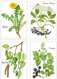 Delcampe - Cofanetto Con 12 Cartoline Tedesche PIANTE MEDICINALI "Pflanzen Helfen Heilen" = "Le Piante Aiutano A Guarire". - Medicinal Plants