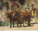 En Périgord N°772 VOIR ZOOM Attelage De Vaches Postée De St Pierre De Chignac En 1977 - Attelages
