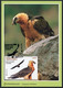 ANDORRA (2021) - Carte Maximum Card EUROPA Fauna, Gypaète, Trencalos, Quebrantahuesos, Gypaetus Barbatus Bearded Vulture - Other & Unclassified