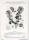 Plantes Médicinales 5 Planches Aubépine Bouleau Cassis... Publicité Exibard 1920 Très Bon état - Plantas Medicinales