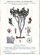 Plantes Médicinales 5 Planches Myrtille Genévrier Mélisse Coriandre Grenade Publicité Exibard 1920 TB état - Plantes Médicinales