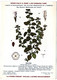 Delcampe - Plantes Médicinales 5 Planches Myrtille Genévrier Mélisse Coriandre Grenade Publicité Exibard 1920 TB état - Plantes Médicinales