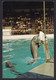 DOLFINARIUM  ,  DOLPHINES ,  OLD  POSTCARD - Dauphins