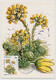 MONACO - 6 Cartes Maximum -  Parc National Du Mercantour (Fleurs) - Monaco-A - 23/5/1985 - Maximum Cards