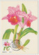 MONACO - 5 Cartes Maximum - Flore - Fleurs - Monaco-A - 15/3/1990 - Cartes-Maximum (CM)