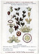 Plantes Médicinales 5 Planches Bryone Cassier Digitale Douce Amère Fougère Publicité Exibard 1920 TB état - Heilpflanzen