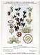Plantes Médicinales 5 Planches Bryone Cassier Digitale Douce Amère Fougère Publicité Exibard 1920 TB état - Plantes Médicinales