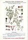 Plantes Médicinales 5 Planches Fumeterre Genet Houblon Bardane Guimauve Publicité Exibard 1920 TB état - Piante Medicinali