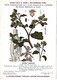 Delcampe - Plantes Médicinales 5 Planches Fumeterre Genet Houblon Bardane Guimauve Publicité Exibard 1920 TB état - Medicinal Plants