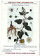 Delcampe - Plantes Médicinales 5 Planches Fumeterre Genet Houblon Bardane Guimauve Publicité Exibard 1920 TB état - Plantes Médicinales