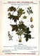 Delcampe - Plantes Médicinales 5 Planches Fumeterre Genet Houblon Bardane Guimauve Publicité Exibard 1920 TB état - Medicinal Plants