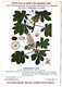 Delcampe - Plantes Médicinales 5 Planches Jasmin Lierre Marronnier Matricaire Menthe Publicité Exibard 1920 TB état - Plantas Medicinales