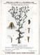 Delcampe - Plantes Médicinales 5 Planches Jasmin Lierre Marronnier Matricaire Menthe Publicité Exibard 1920 TB état - Medicinal Plants