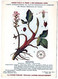 Plantes Médicinales 5 Planches Menyhante Mercuriale Morelle Muguet Neprun Publicité Exibard 1920 Très Bon état - Medicinal Plants