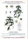 Plantes Médicinales 5 Planches Menyhante Mercuriale Morelle Muguet Neprun Publicité Exibard 1920 Très Bon état - Medicinal Plants