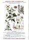 Plantes Médicinales 5 Planches Ortie Parietaire Pensée Chiendent Houx  Publicité Exibard 1920 Très Bon état - Heilpflanzen