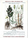 Delcampe - Plantes Médicinales 5 Planches Ortie Parietaire Pensée Chiendent Houx  Publicité Exibard 1920 Très Bon état - Geneeskrachtige Planten