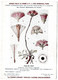 Delcampe - Plantes Médicinales 5 Planches Centaurée Peuplier Pied De Chat Ricin Romarin Publicité Exibard 1920 Très Bon état - Medicinal Plants