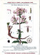 Plantes Médicinales 5 Planches Sabine Saponaire Sauge Scille Souci Publicité Exibard 1920 Très Bon état - Geneeskrachtige Planten