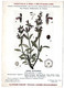 Delcampe - Plantes Médicinales 5 Planches Sabine Saponaire Sauge Scille Souci Publicité Exibard 1920 Très Bon état - Plantas Medicinales