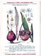 Delcampe - Plantes Médicinales 5 Planches Sabine Saponaire Sauge Scille Souci Publicité Exibard 1920 Très Bon état - Medicinal Plants