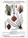 Plantes Médicinales 5 Planches Verveine Tussilage Tilleul Sureau Pin Publicité Exibard 1920 Très Bon état - Geneeskrachtige Planten
