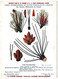 Plantes Médicinales 5 Planches Verveine Tussilage Tilleul Sureau Pin Publicité Exibard 1920 Très Bon état - Piante Medicinali