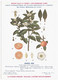 Plantes Médicinales 2 Planches Oranger Amer Géranium Publicité Exibard 1920 Très Bon état - Plantes Médicinales