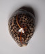 Cypraea Tigris - Seashells & Snail-shells
