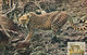 Angola & Portugal Ultramar, Postcard With Stamp, African Fauna, Leopard, The Hunter (4066) - Angola
