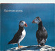 Animaux - Oiseaux - Oiseaux De Mer - Macareux Moine - Puffins - Papageitaucher - CPM - Voir Scans Recto-Verso - Uccelli