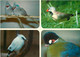 Animaux - Oiseaux - Las Palmas De Gran Canaria - Maspalomas - Palmitos Park - Multivues - CPM - Voir Scans Recto-Verso - Oiseaux