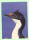 T1258 - TAAF - Cormoran De Kerguelen - Photo A.Fatras - Terres Australes Et Antartiques Françaises, Oiseau, Animaux - TAAF : Terres Australes Antarctiques Françaises