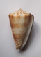 Conus Sulcatus Bocki - Coquillages