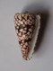 Conus Bandanus - Coquillages