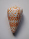 Conus Tessulatus - Coquillages