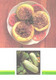 Russian Recipes:Zucchini Stewed With Minced Meat, 1990 - Recettes (cuisine)