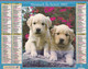 Calendrier De La Poste, Almanach Du Facteur: NORD, 2002: Chiots: Golden Retrievers, Puppies, Ed. Oberthur - Grand Format : 2001-...