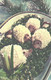 Estonian Kitchen Recipes:Pate Hedgehogs, 1973 - Recettes (cuisine)