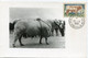 SAINT PIERRE ET MIQUELON CARTE MAXIMUM (CARTE-PHOTO) DU N°375 BOEUF CHAROLAIS AVEC OBLITERATION ST PIERRE.. DU 30-4-1965 - Maximumkaarten