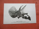 Triceratops   Dinosaur         Ref 5642 - Altri & Non Classificati