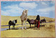 ISRAEL BEDOUIN CAMEL DONKEY BEER SHEBA NEGEV DESERT POSTCARD PHOTO CARTE POSTALE ANSICHTSKARTE CARD PC CP AK CARTOLINA - Israel