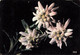 FLORE DE MONTAGNE - EDELWEISS - Fiori