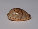 Cypraea Walkeri - Coquillages