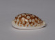 Cypraea Cribraria - Coquillages