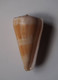 Conus Urashimanus - Coquillages