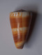 Conus Planorbis - Coquillages