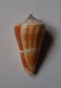 Conus Consors - Coquillages