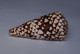 Conus Bandanus - Coquillages